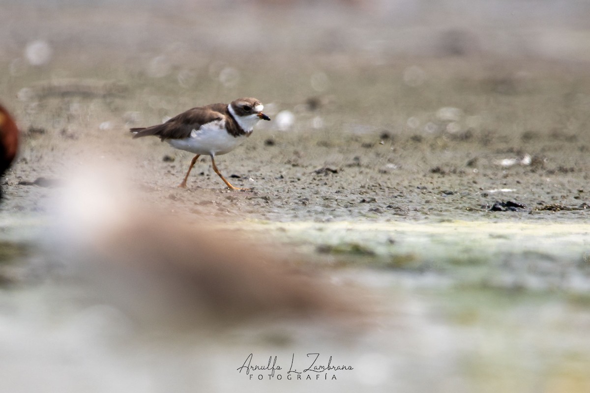 Semipalmated Plover - ML621647997