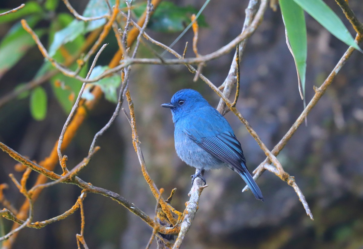 Nilgiri Flycatcher - ML621648082