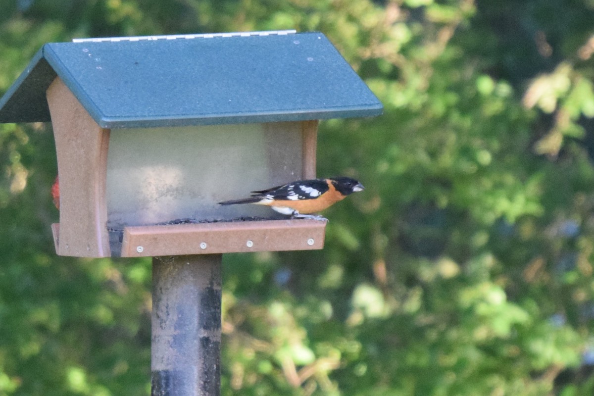 Black-headed Grosbeak - ML621648132