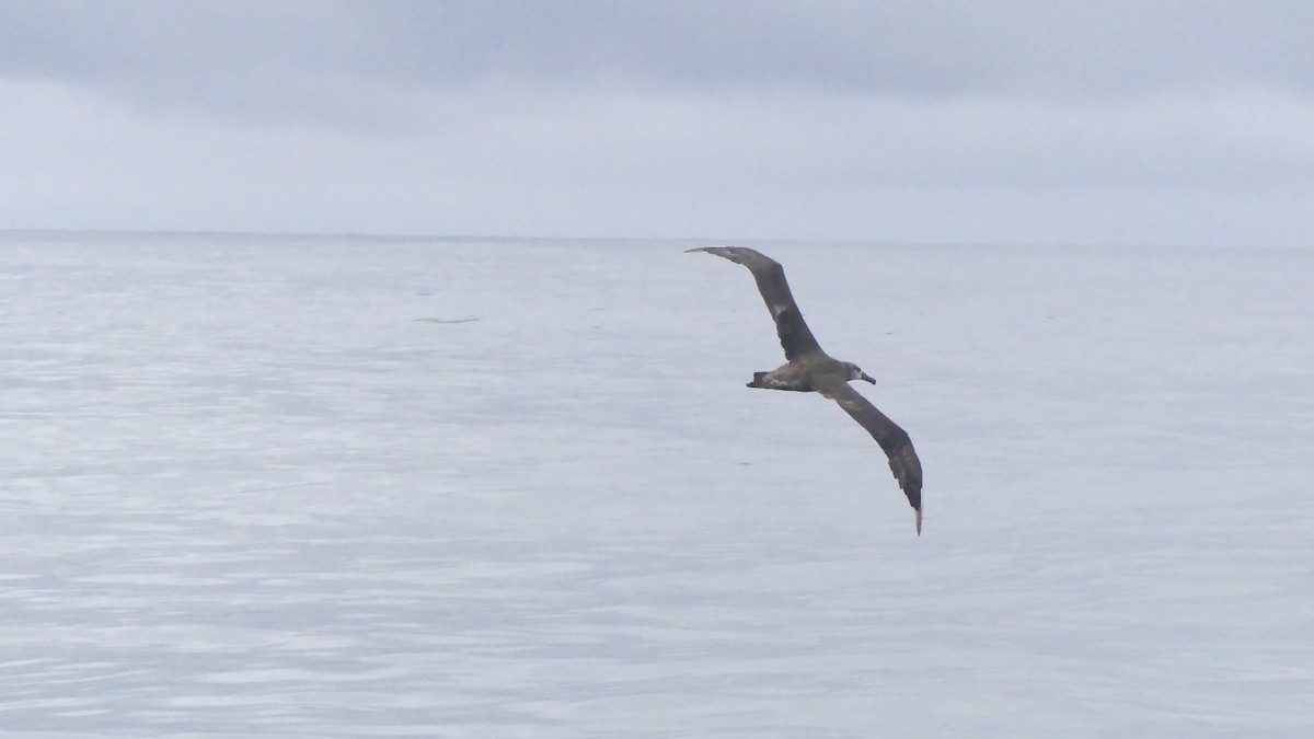 Black-footed Albatross - ML621648135