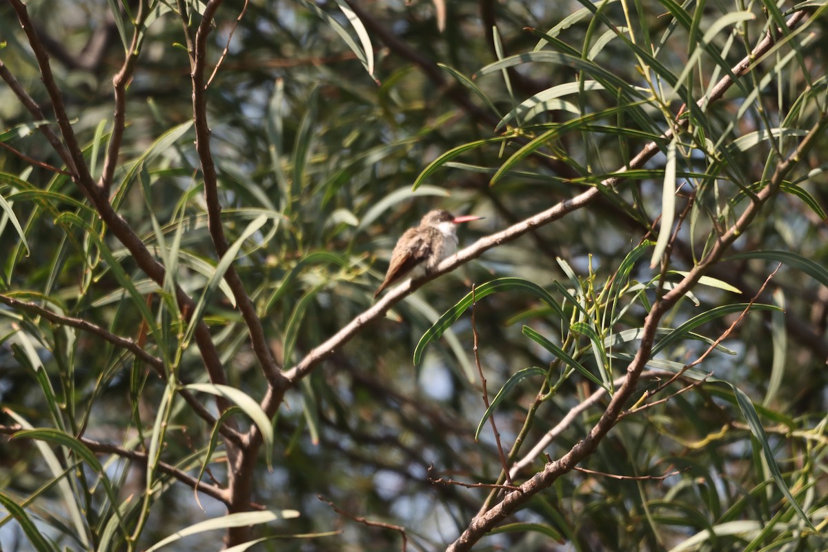 Violet-crowned Hummingbird - ML621648148