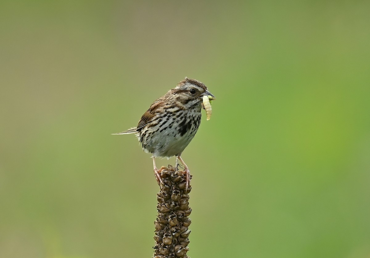 Song Sparrow - ML621648221