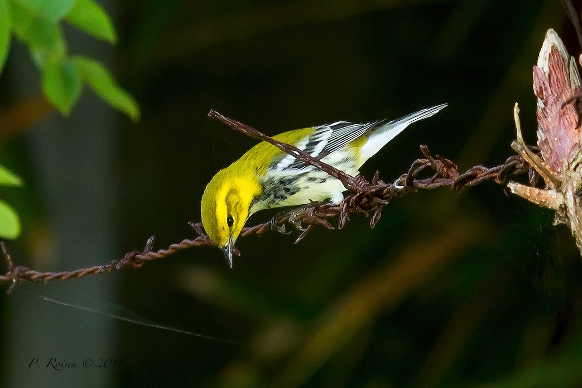 Black-throated Green Warbler - ML621648227