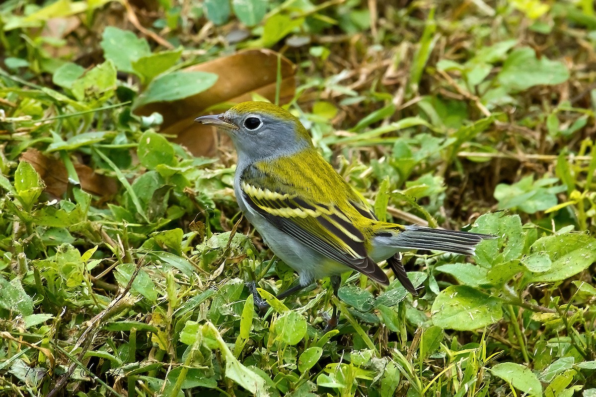 Chestnut-sided Warbler - ML621648457