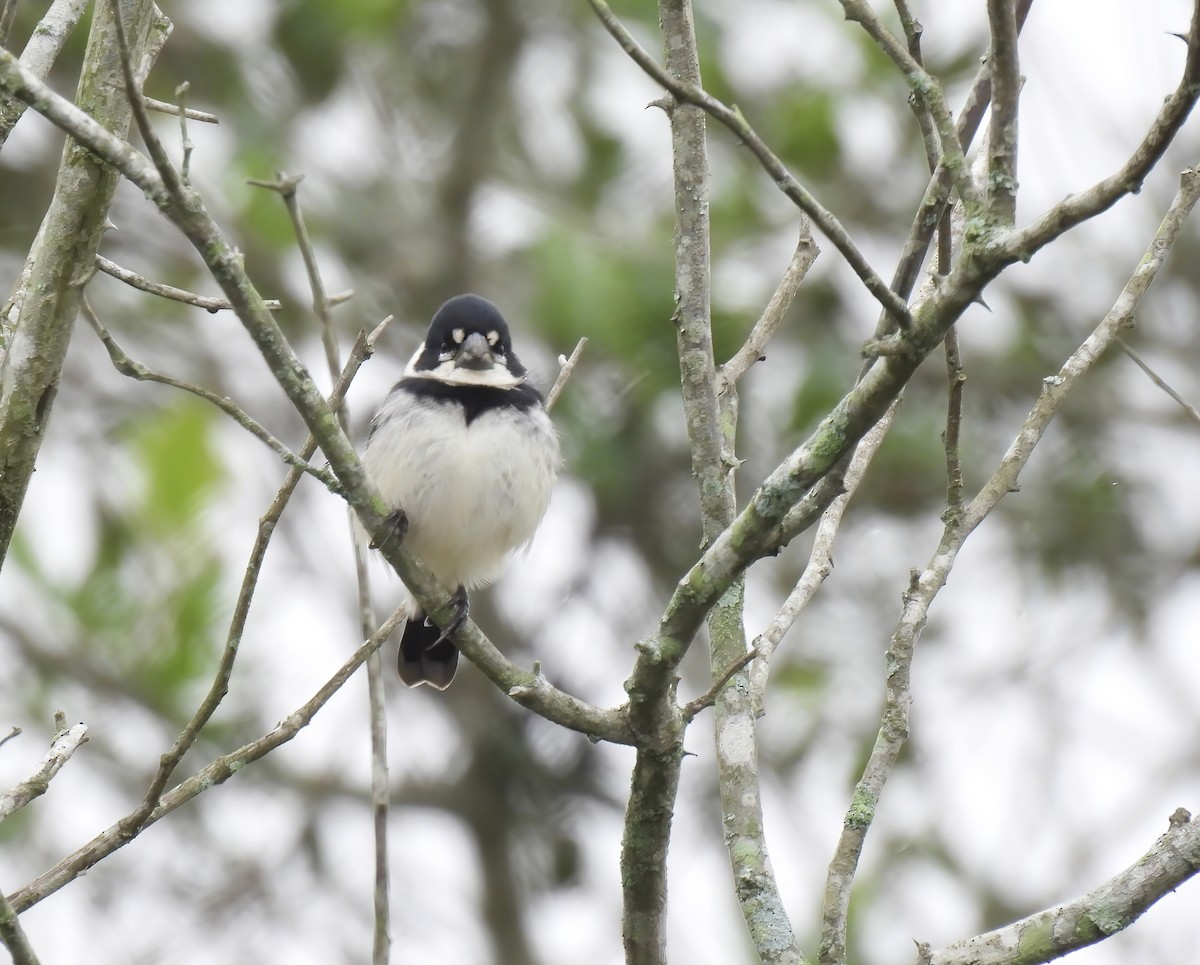 Rusty-collared Seedeater - ML621648468