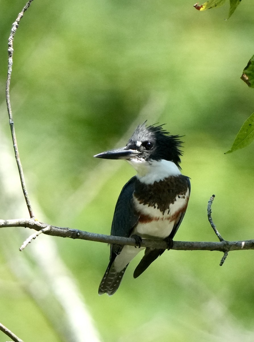 Belted Kingfisher - ML621648487