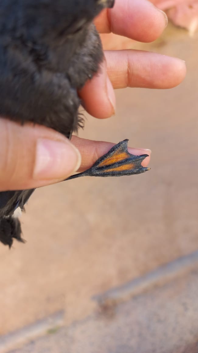 Wilson's Storm-Petrel - ML621648547