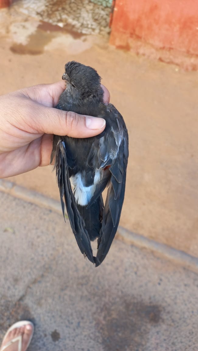 Wilson's Storm-Petrel - ML621648550