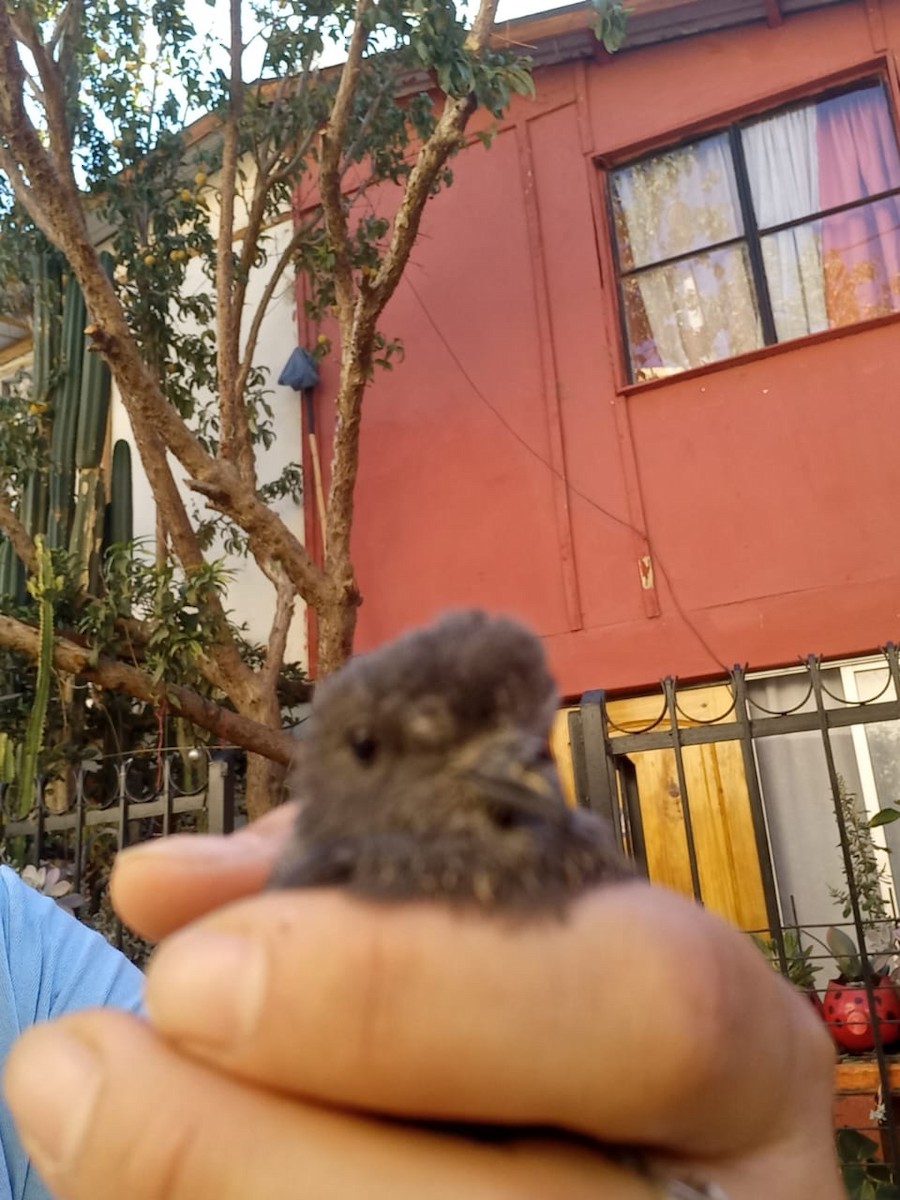 Wilson's Storm-Petrel - ML621648553