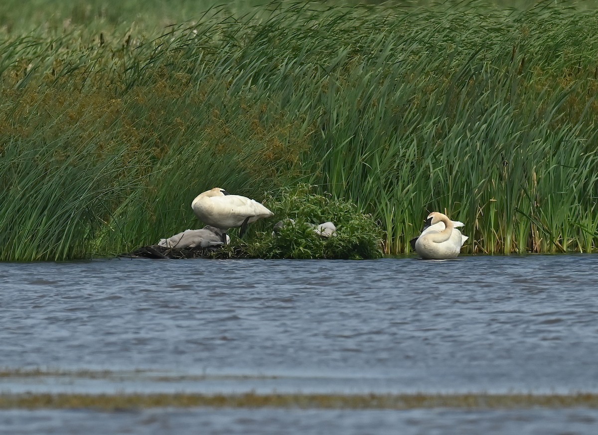 Trumpeter Swan - ML621648666