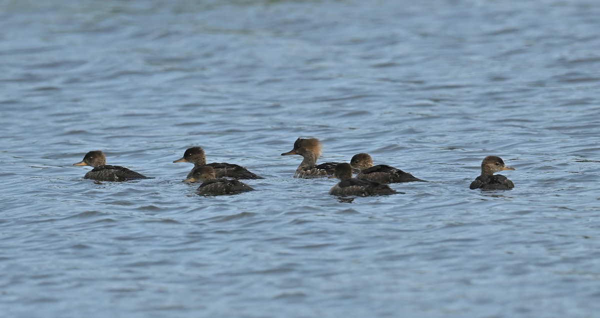 Hooded Merganser - ML621648683