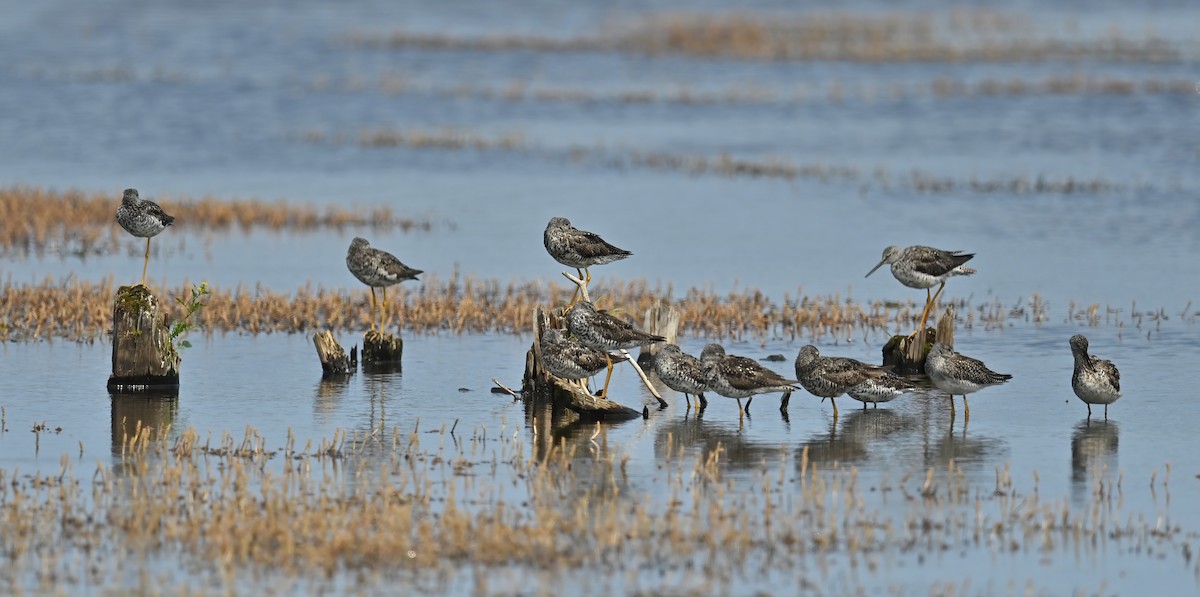 Greater Yellowlegs - ML621648690