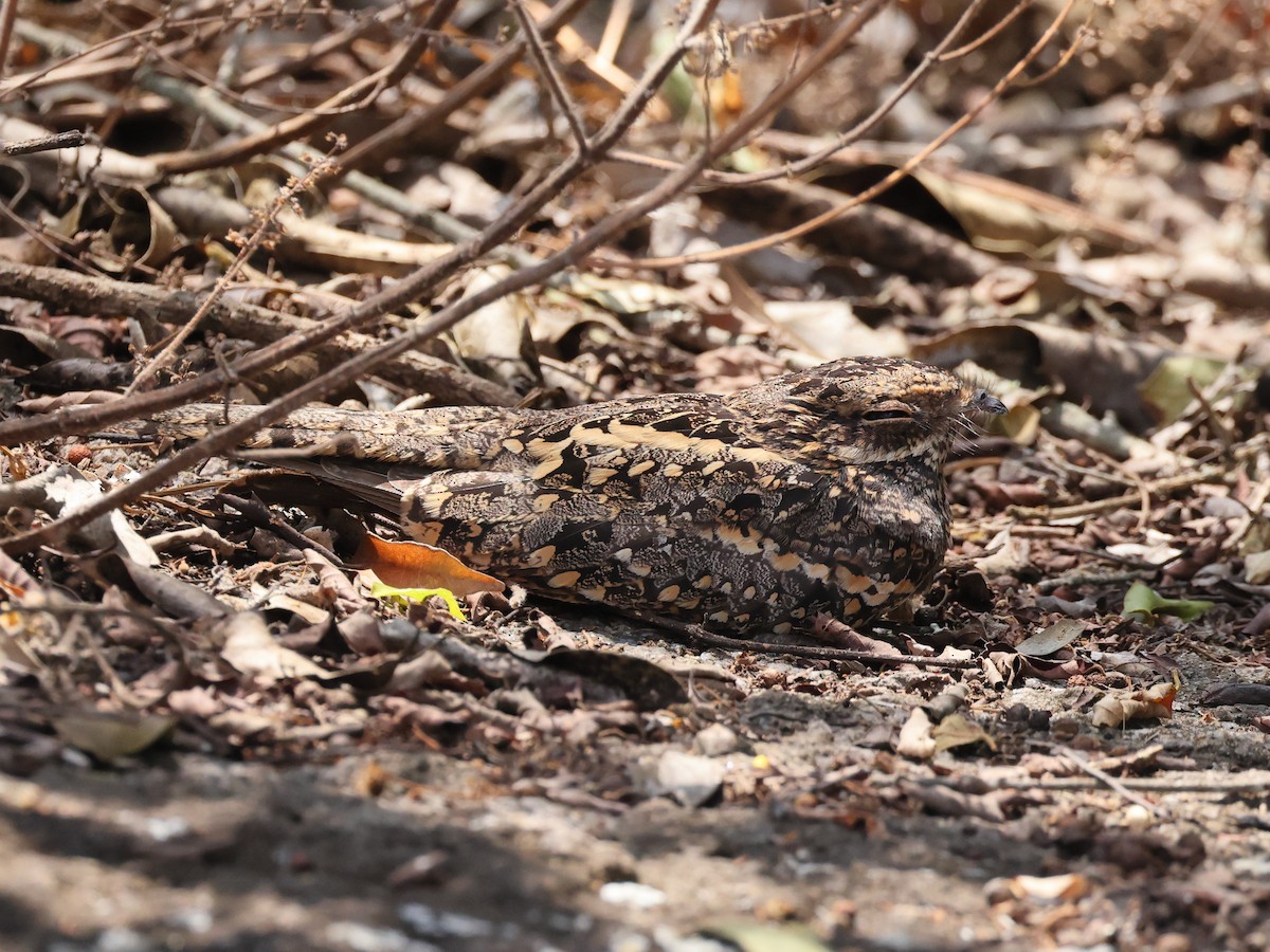 Slender-tailed Nightjar - Myles McNally