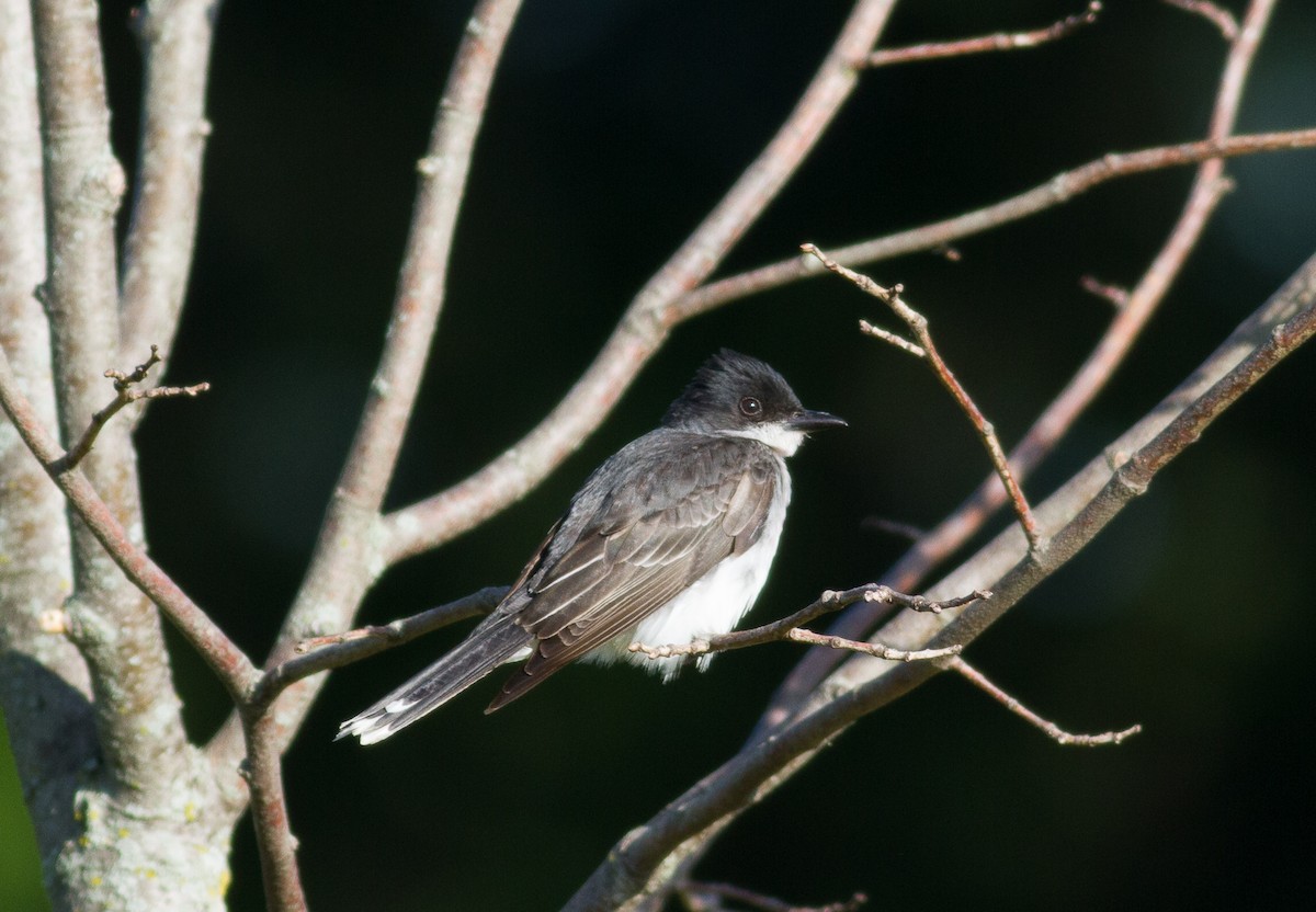 Eastern Kingbird - ML62164871