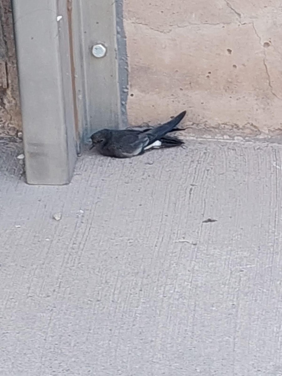 Wilson's Storm-Petrel - ML621648715