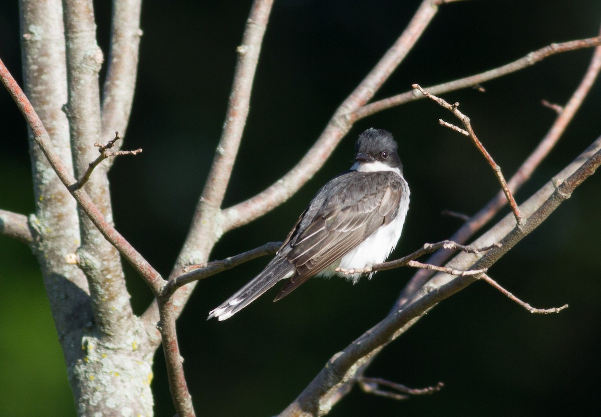 Eastern Kingbird - ML62164881