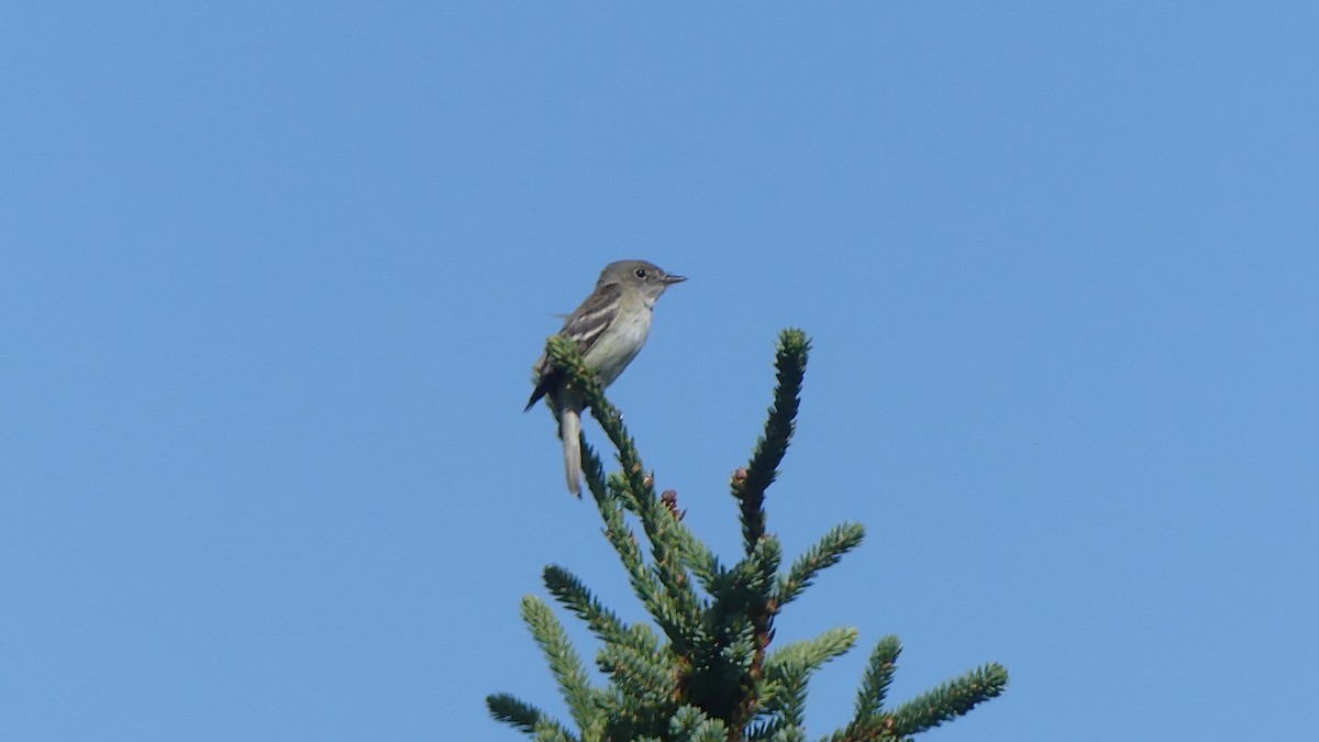 Mosquero sp. (Empidonax sp.) - ML621648828