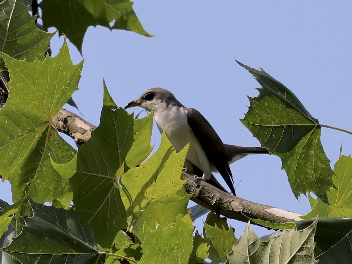 Yellow-billed Cuckoo - ML621648927