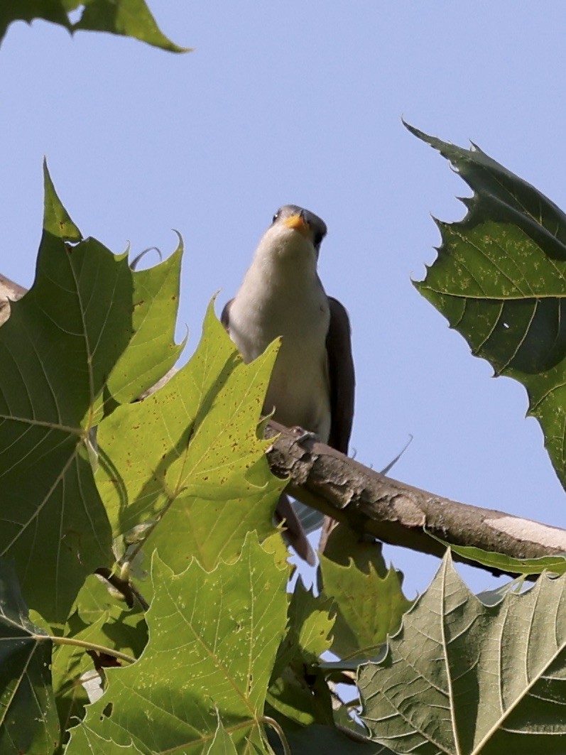 Yellow-billed Cuckoo - ML621648928