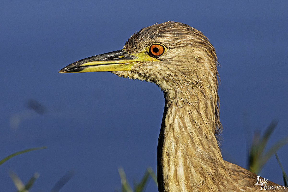 Black-crowned Night Heron - ML621648929