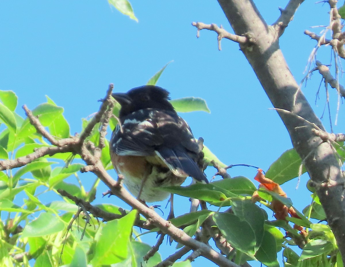 Spotted Towhee - ML621648937