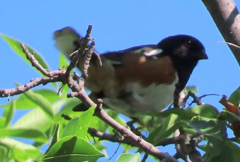 Spotted Towhee - ML621648938