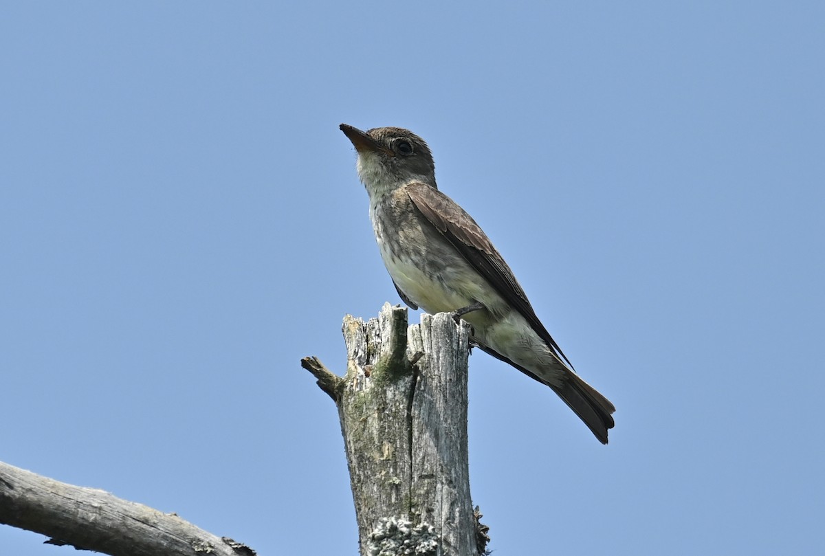 Olive-sided Flycatcher - Raymond Ladurantaye