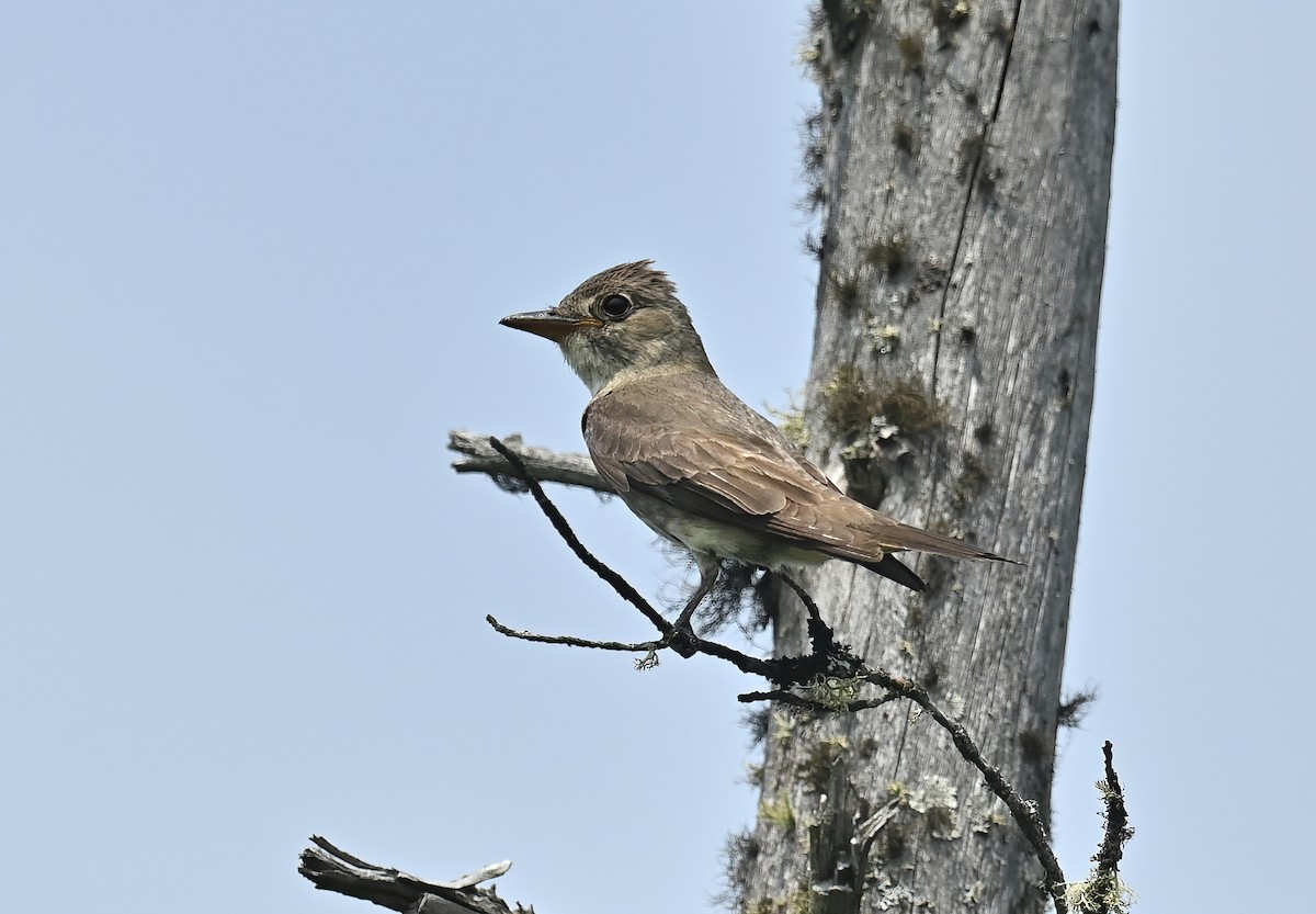 Olive-sided Flycatcher - ML621648993