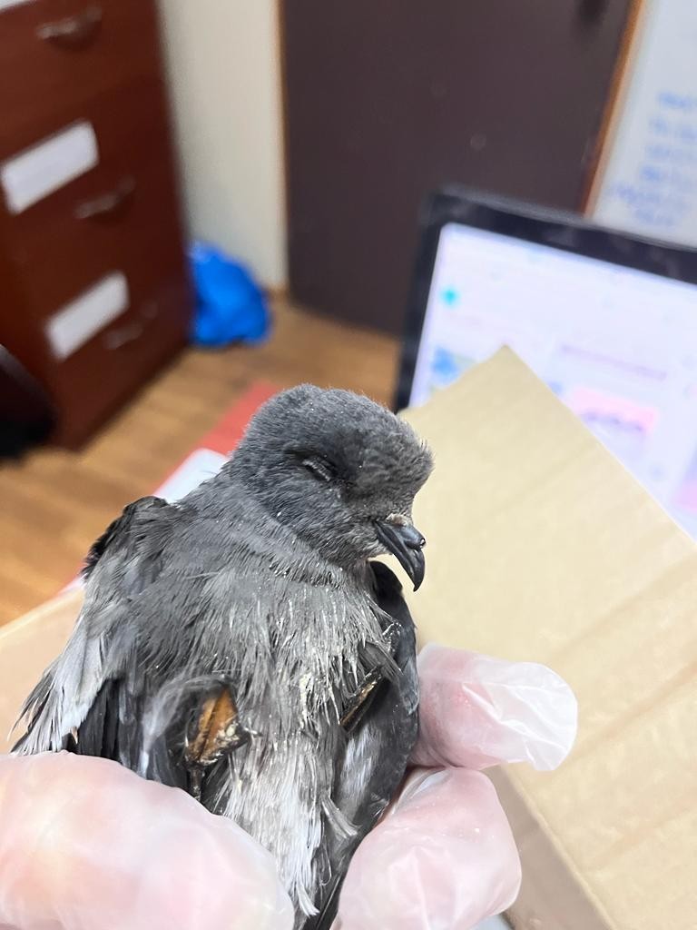 Wilson's Storm-Petrel - ML621649040
