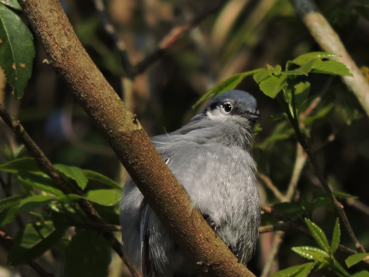 Masked Gnatcatcher - ML621649065