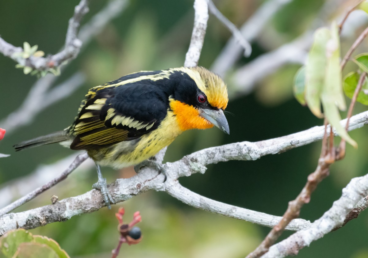 Gilded Barbet - ML621649084