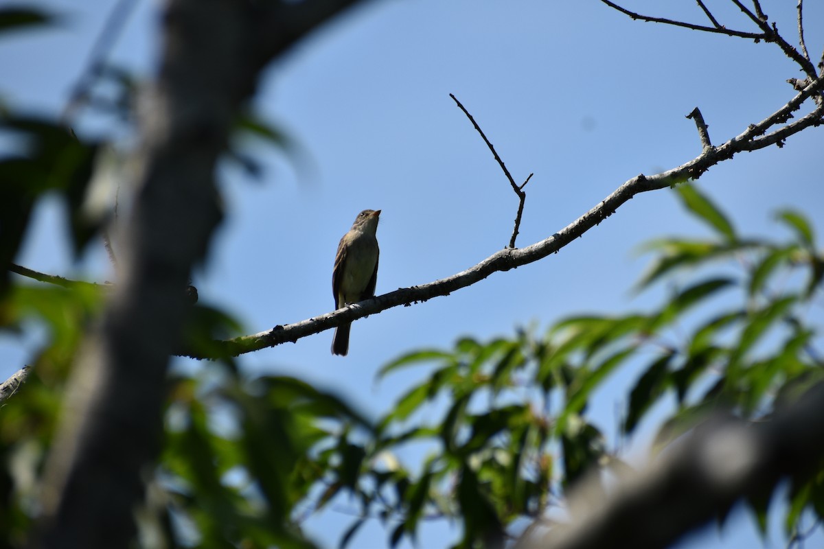 Willow Flycatcher - ML621649087