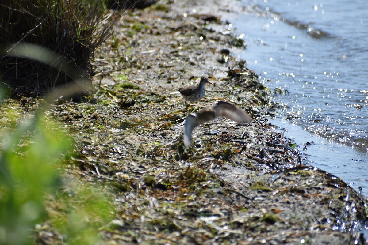 Spotted Sandpiper - ML621649103