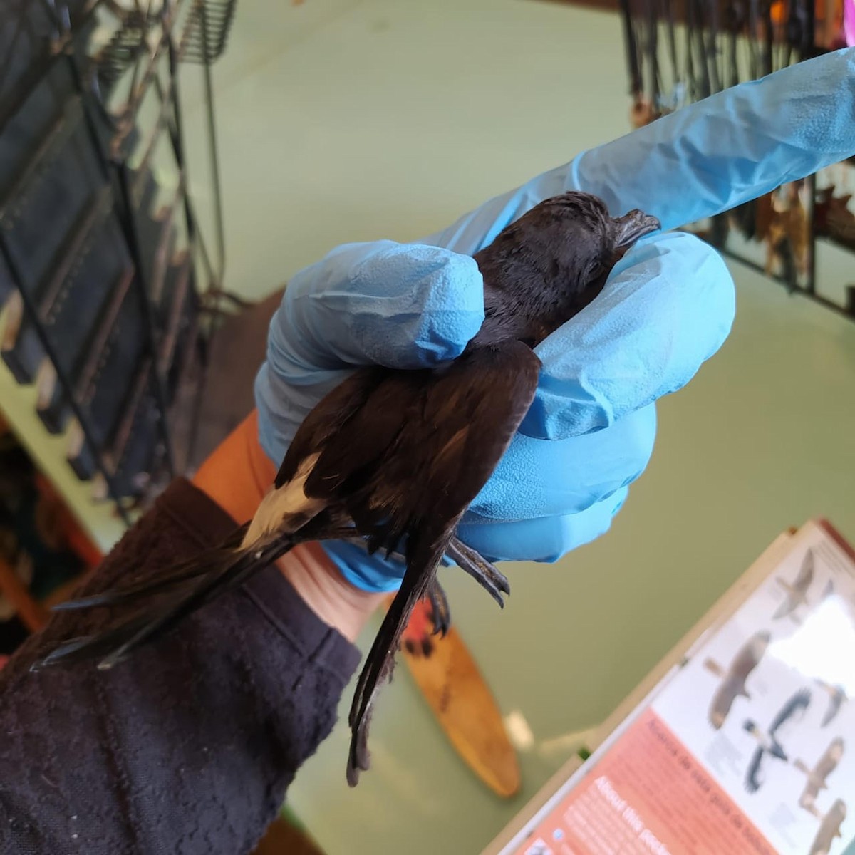 Wilson's Storm-Petrel - ML621649113