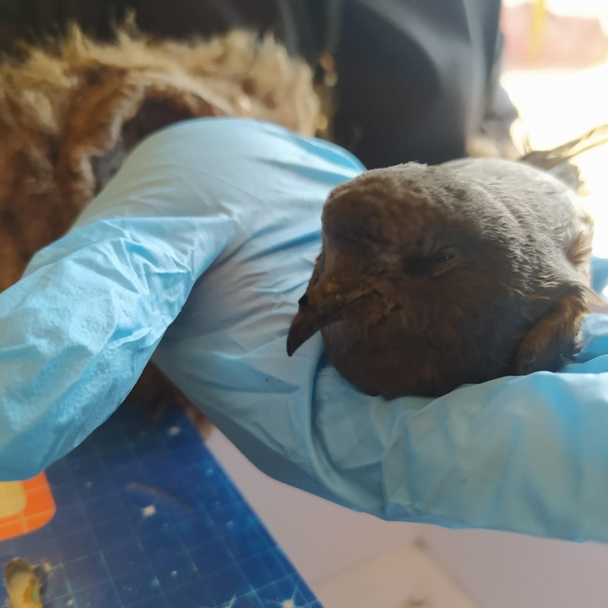 Wilson's Storm-Petrel - ML621649118