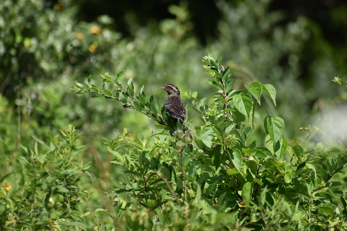 Red-winged Blackbird - ML621649119
