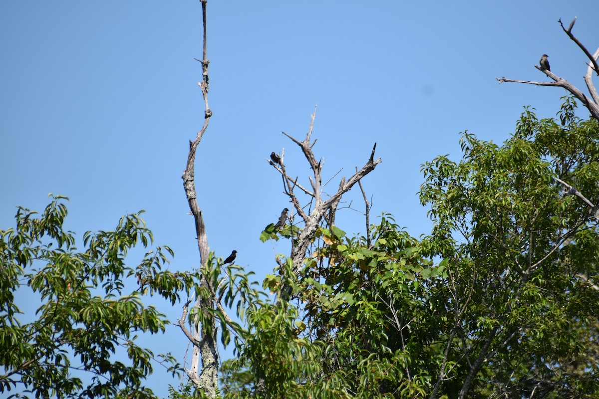 Purple Martin - ML621649140