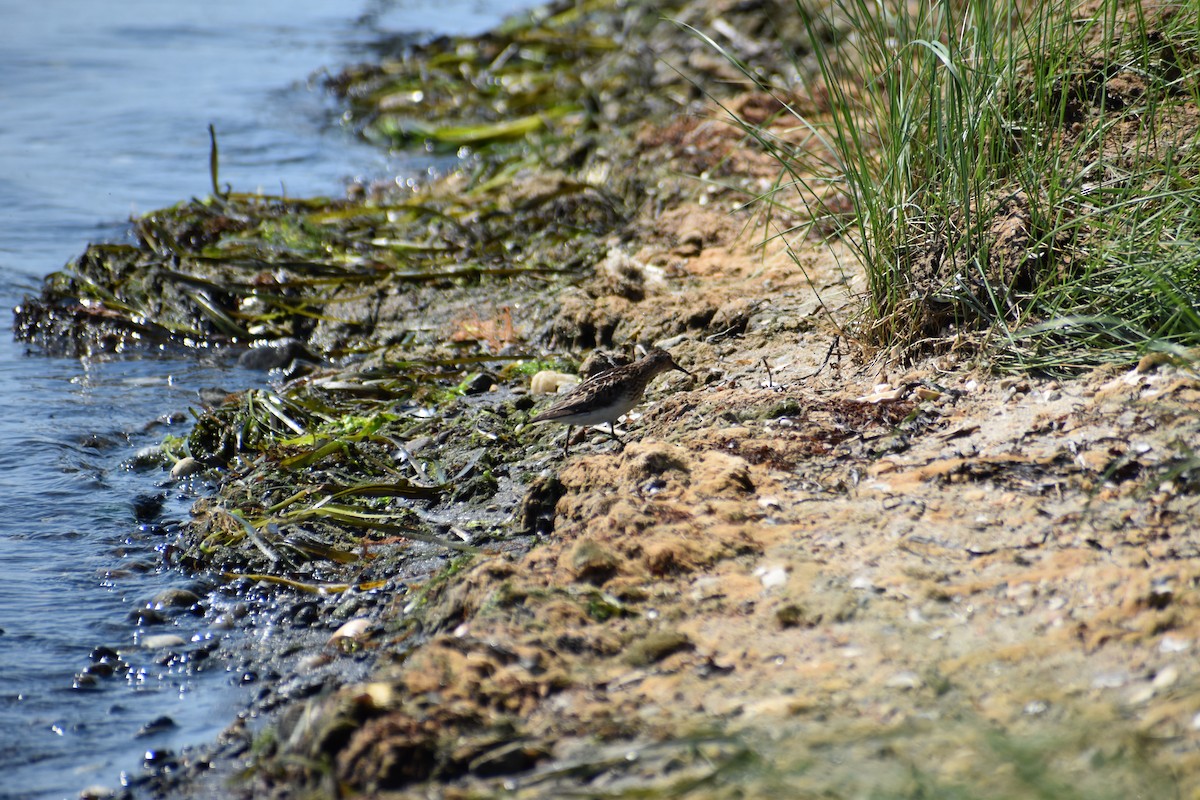 Least Sandpiper - ML621649156