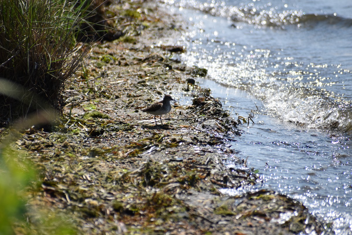 Least Sandpiper - ML621649174
