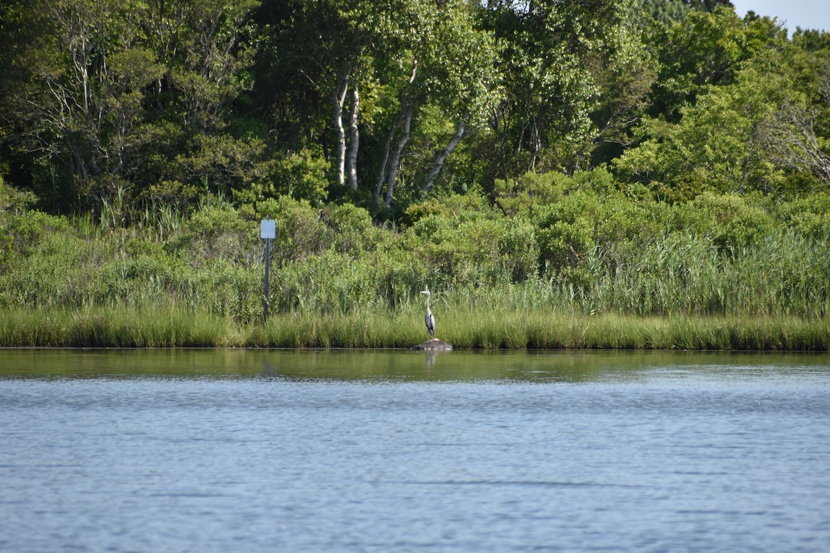 Great Blue Heron - ML621649180