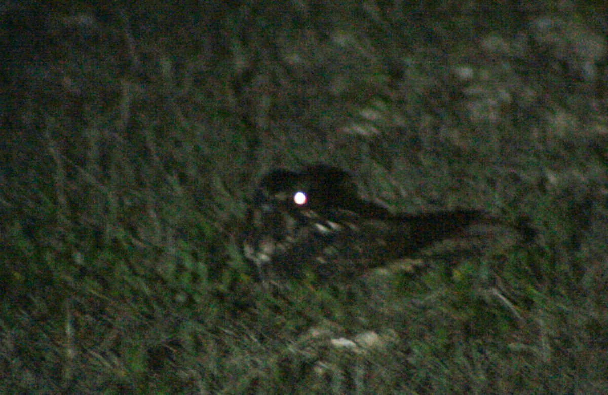 Cuban Nightjar - ML621649194