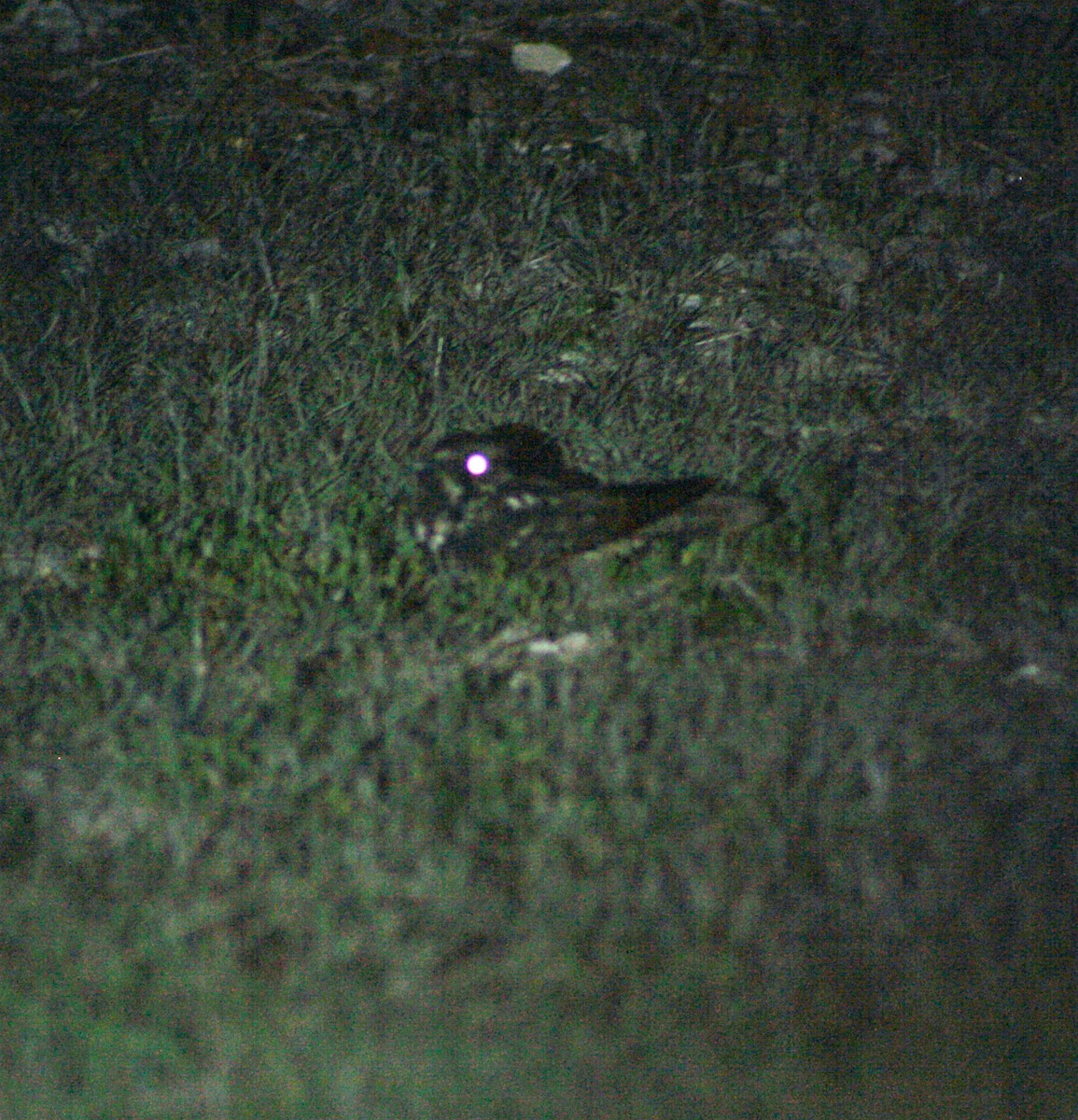 Cuban Nightjar - ML621649195