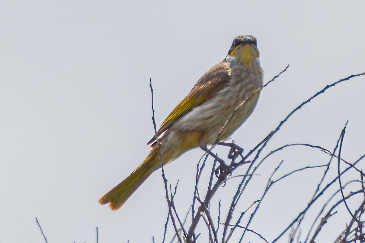 Singing Honeyeater - ML621649197