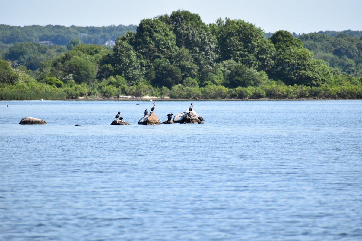 Double-crested Cormorant - ML621649199