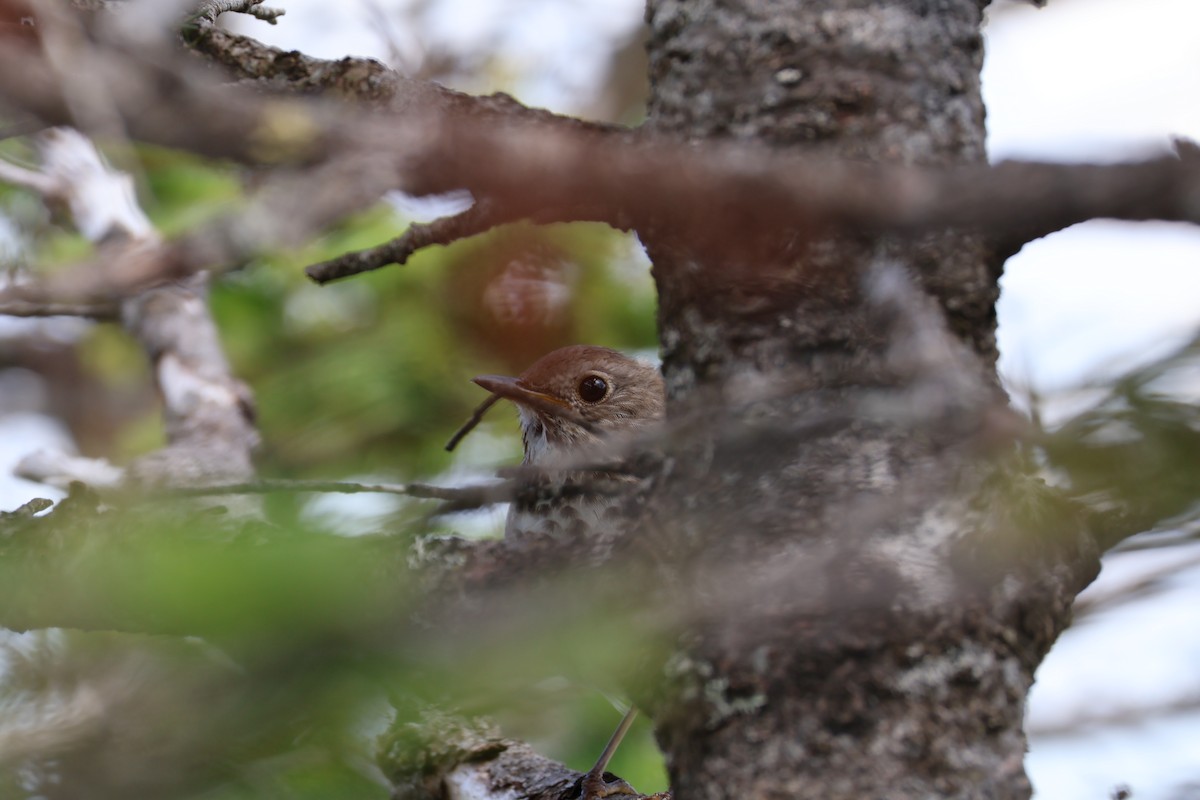 Bicknell's Thrush - ML621649202