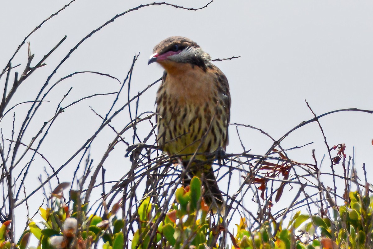 Spiny-cheeked Honeyeater - ML621649205