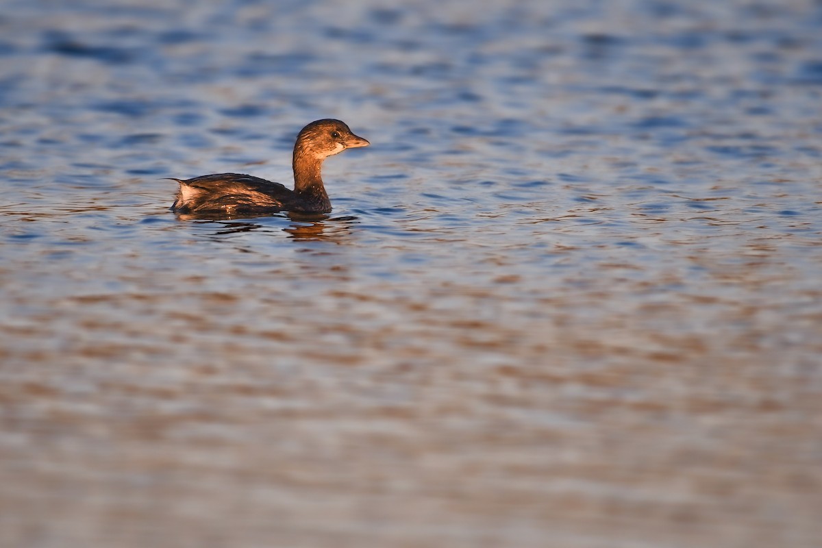 Pied-billed Grebe - ML621649369