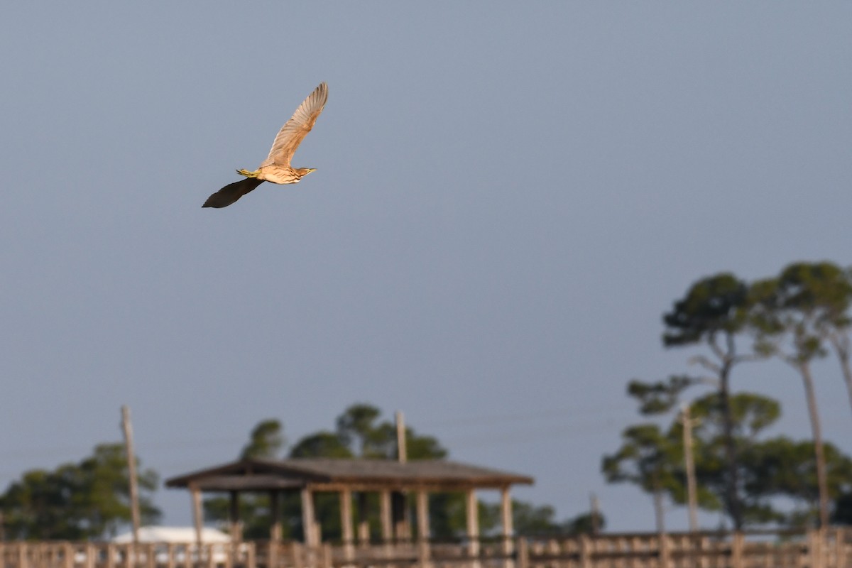 American Bittern - ML621649376