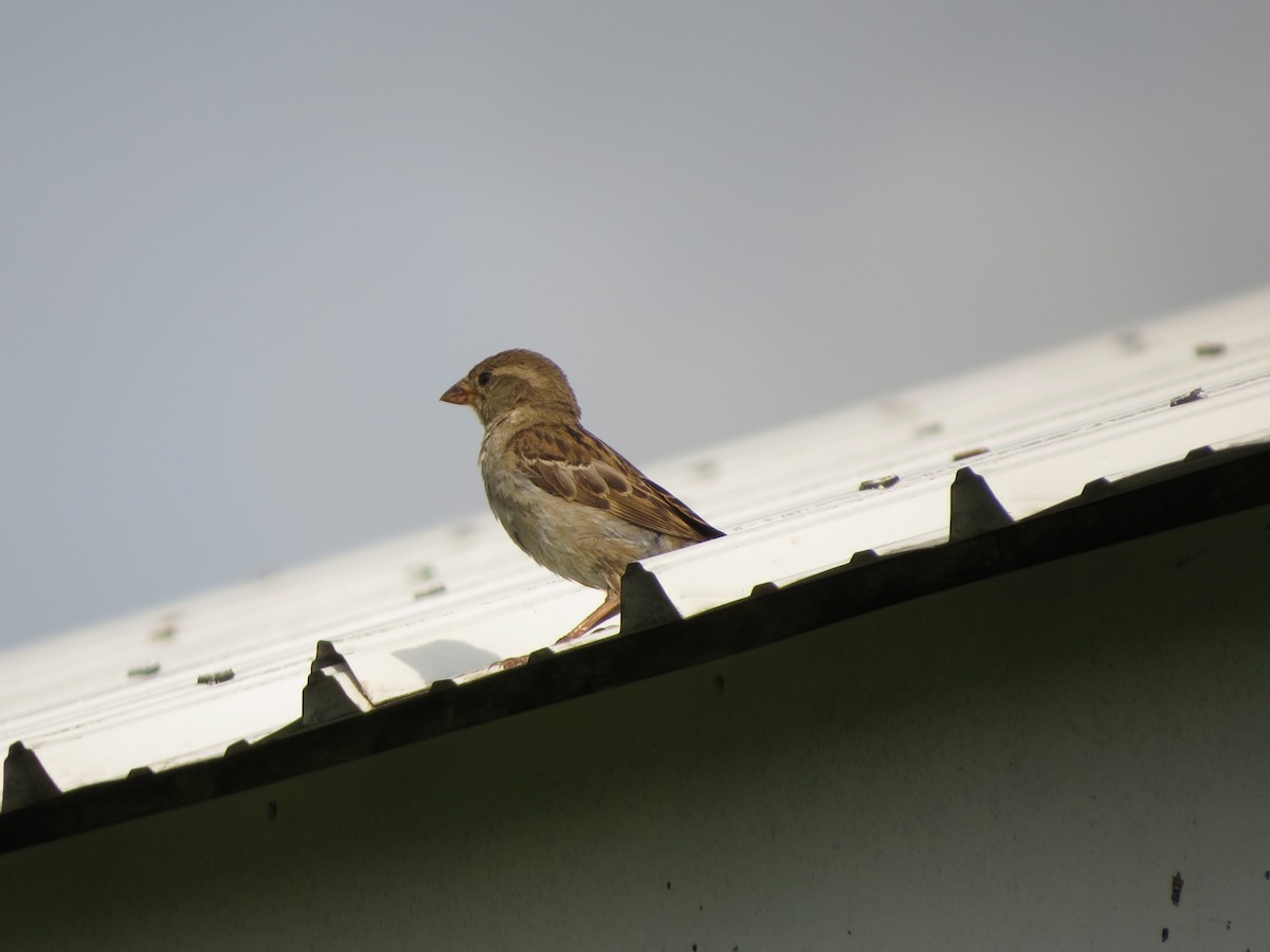 House Sparrow - ML621649413