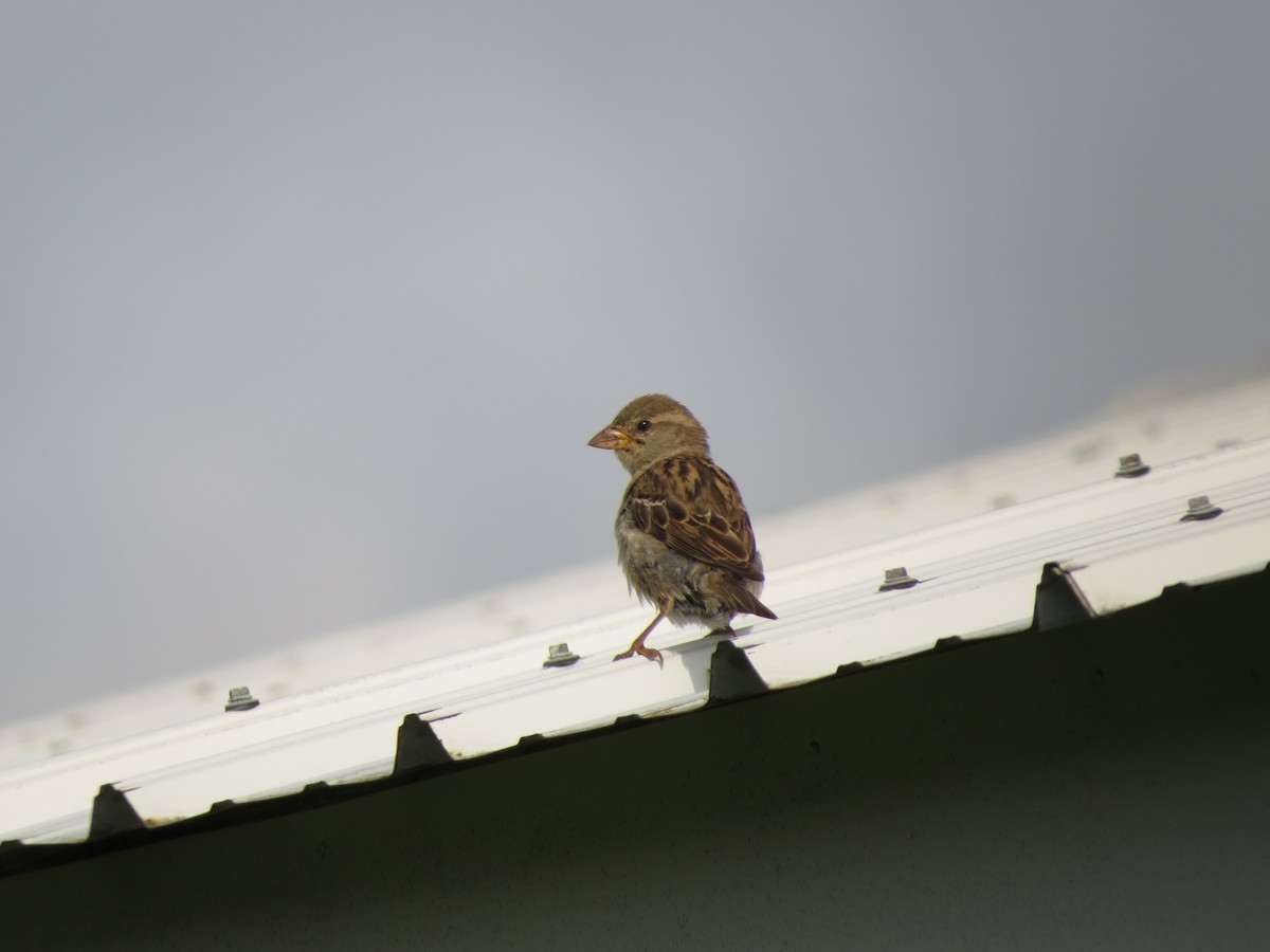 House Sparrow - ML621649414